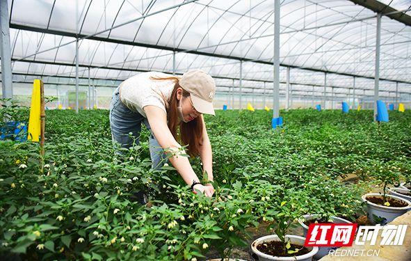 与当地辣椒生产企业湖南省阳雀湖农业开发进行现场电子签约
