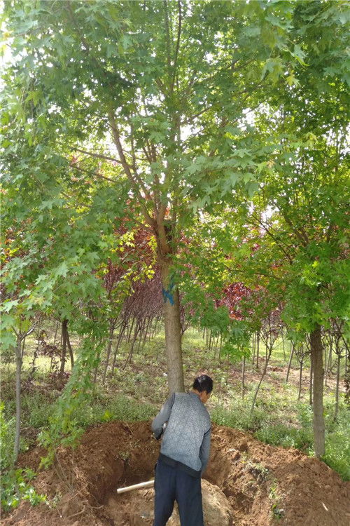 剑阁专业的元宝枫苗木种植密度